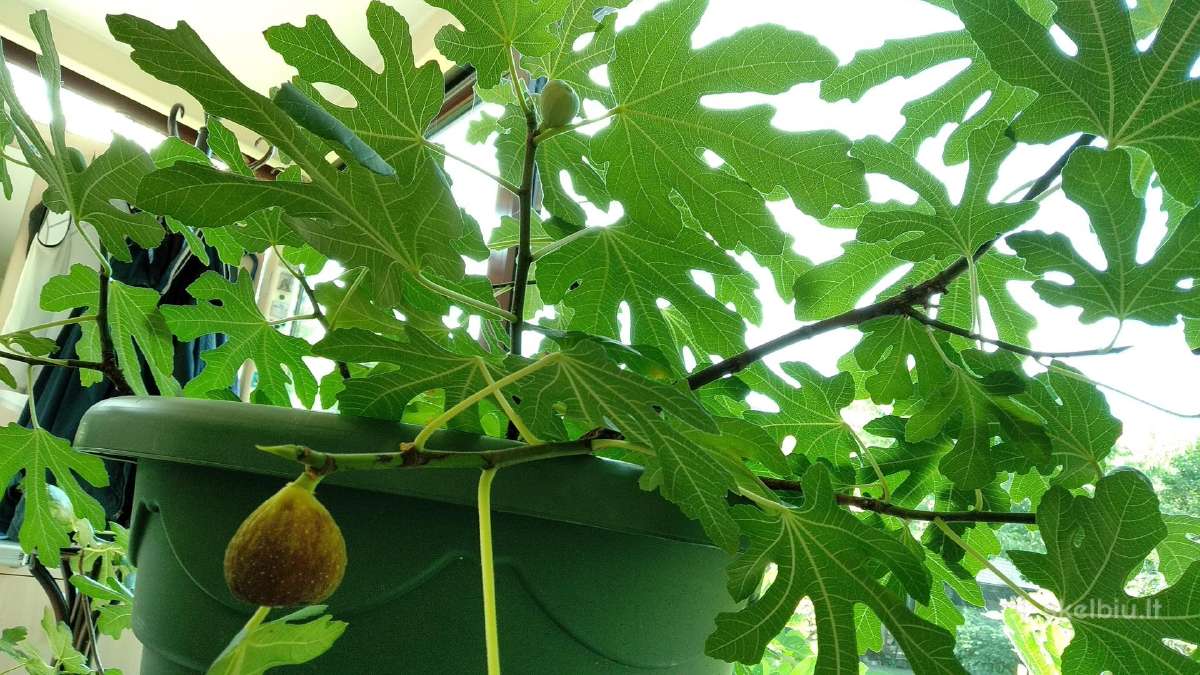 Figmedžiai (Fig Trees) pavasario akcija! - nuotraukos Nr. 3