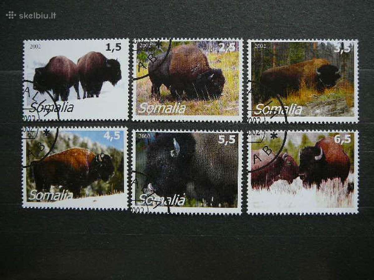 Stumbrai Somalis 2002 antsp. sml221