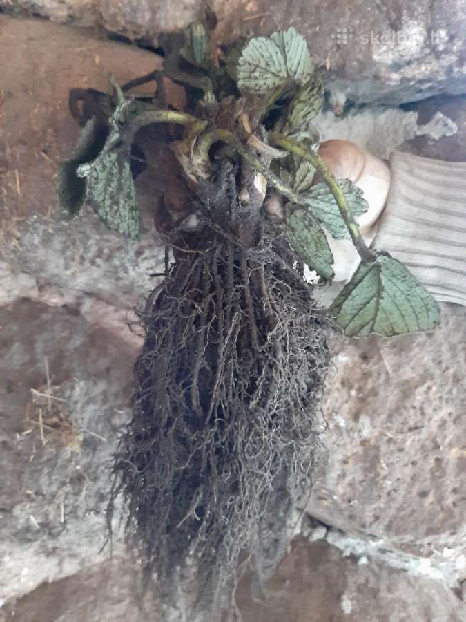 Šaldyti ( Frigo ) braškių daigai - nuotraukos Nr. 3