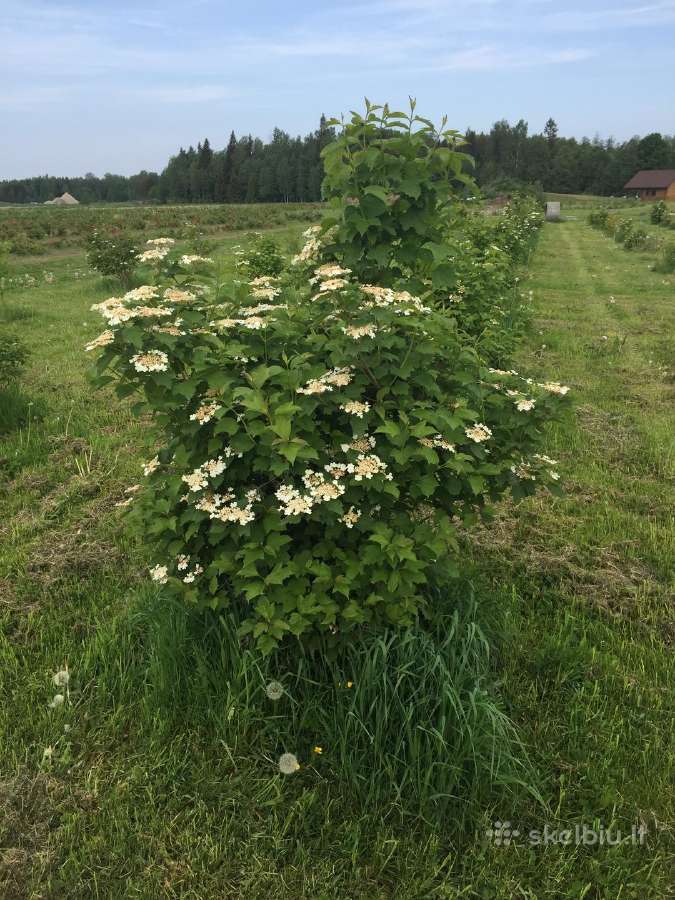 Putinų Daigai - nuotraukos Nr. 2
