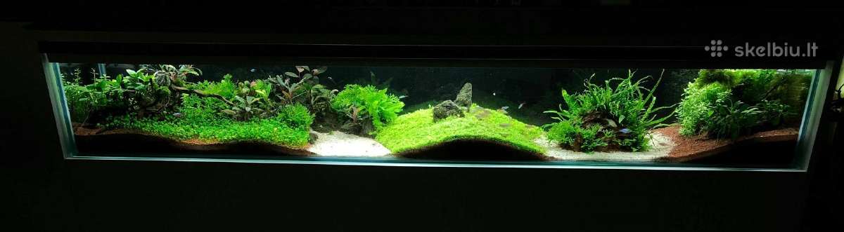 Akvariumų klijavimas, įrengimas, priežiūra - nuotraukos Nr. 37