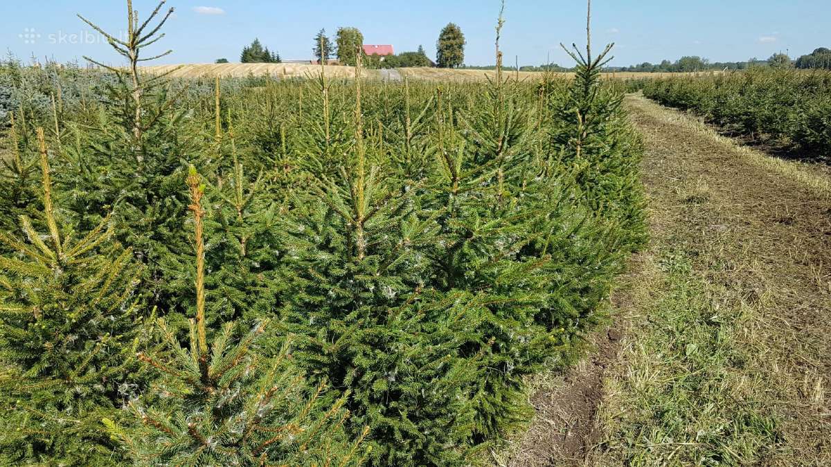 Parduodame kalėdines eglutes žalia Paprastoji eglė - nuotraukos Nr. 9