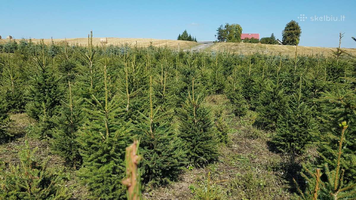 Parduodame kalėdines eglutes žalia Paprastoji eglė - nuotraukos Nr. 17