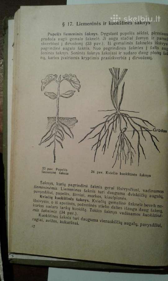B. Vsesviatskis 1959 m. botanikios vad. - nuotraukos Nr. 5
