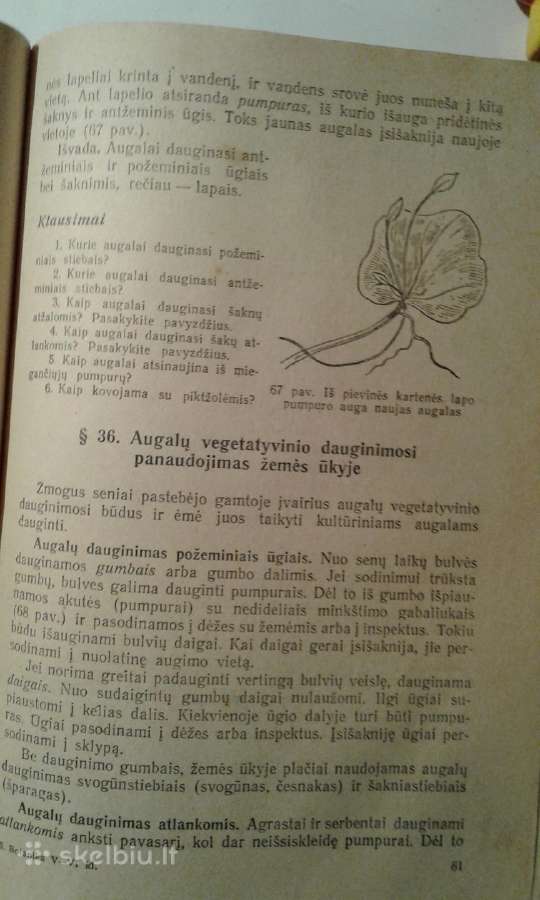 B. Vsesviatskis 1959 m. botanikios vad. - nuotraukos Nr. 7