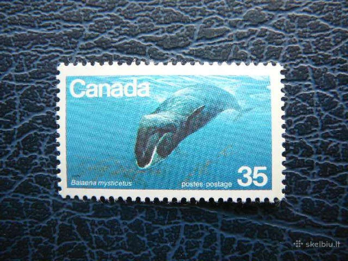 Banginiai Canada svarus pvs549