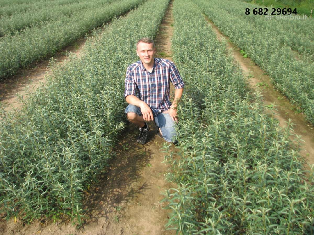 Veislinių šaltalankių sodinukai, galiu užsodinti - nuotraukos Nr. 2