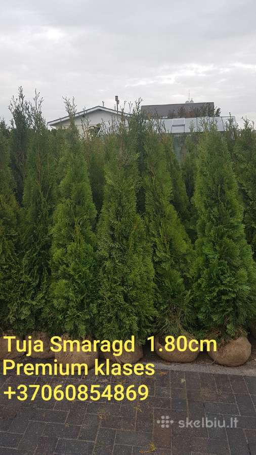 Tujos Smaragd-brabant, dekoratyvinės pušelės, - nuotraukos Nr. 20