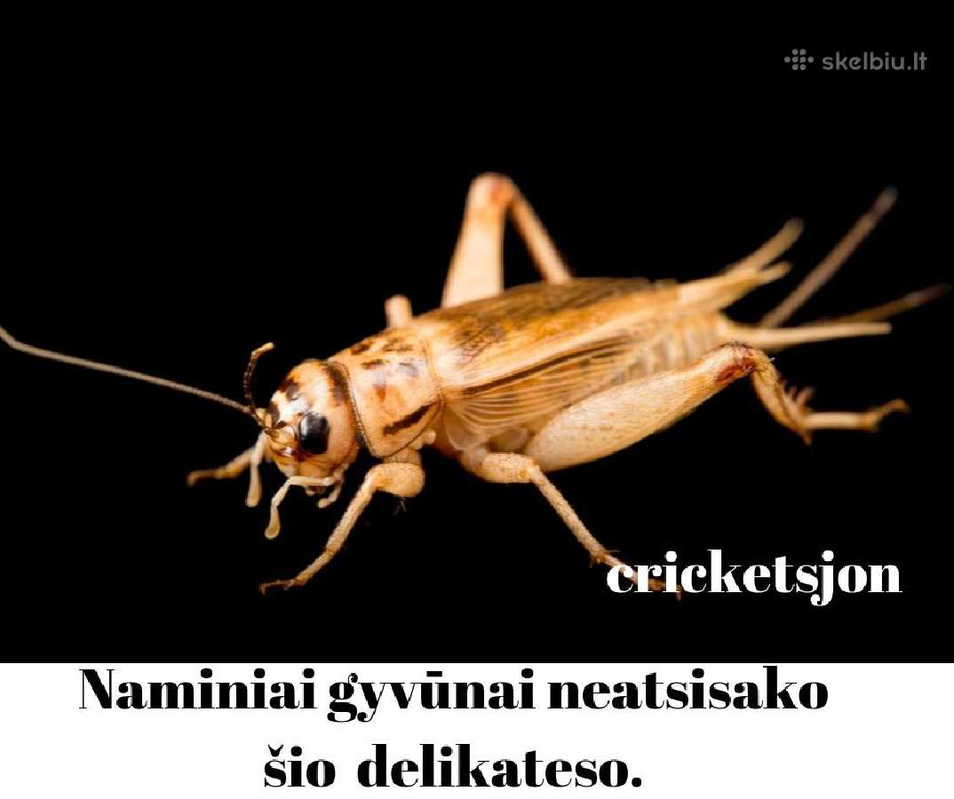 Parduodami naminiai svirpliai ( acheta domesticus) | Skelbiu.lt Parduodami naminiai svirpliai ( acheta domesticus)