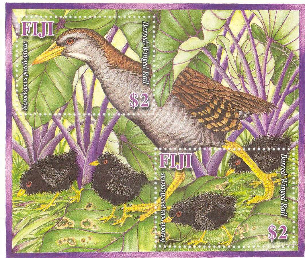 Fidžis 2006-2008. Fauna. - nuotraukos Nr. 11