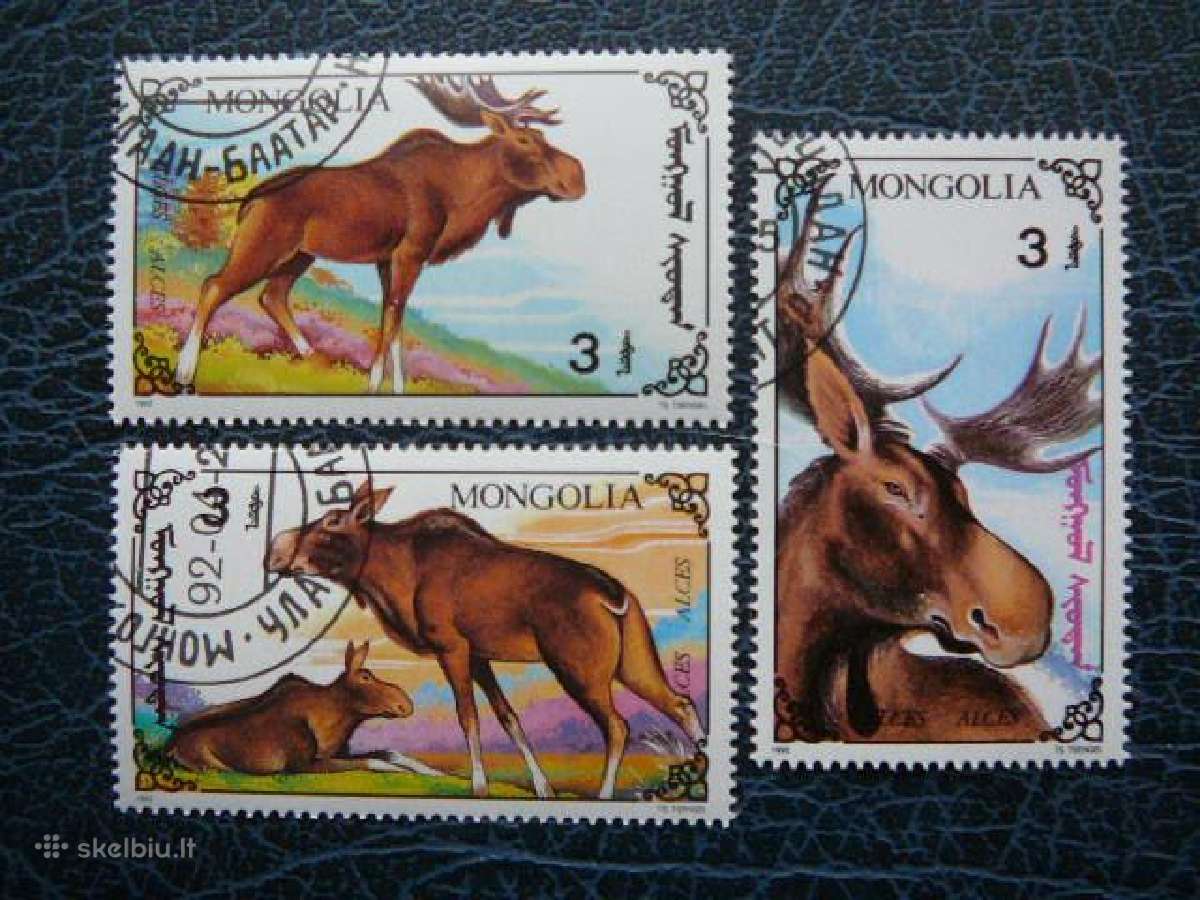 Zverys Briedziai Mongolija antsp. zvr401