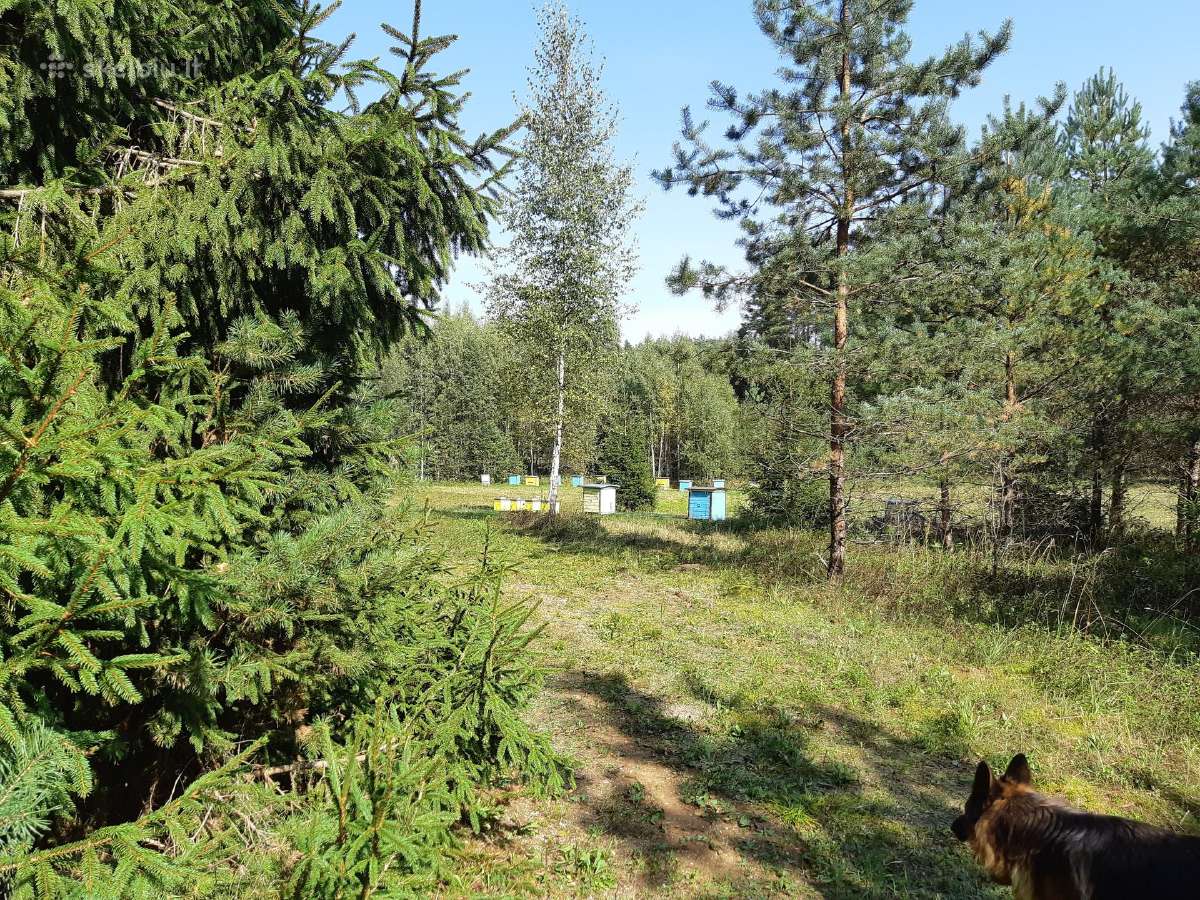 Bičių produktai. Medus, pikis ir bičių duonelė - nuotraukos Nr. 13