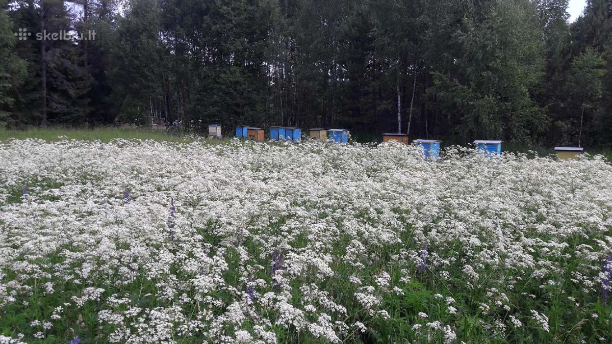 Bičių produktai. Medus, pikis ir bičių duonelė - nuotraukos Nr. 12