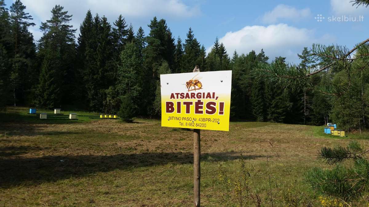 Bičių produktai. Medus, pikis ir bičių duonelė - nuotraukos Nr. 15