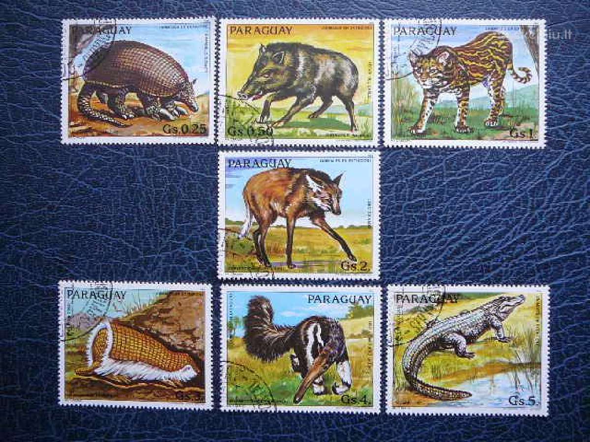 Kates laukines Krokodilai Paragvajus antsp. prg545