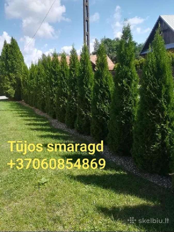Tuja smaragd Vilnius 860854869