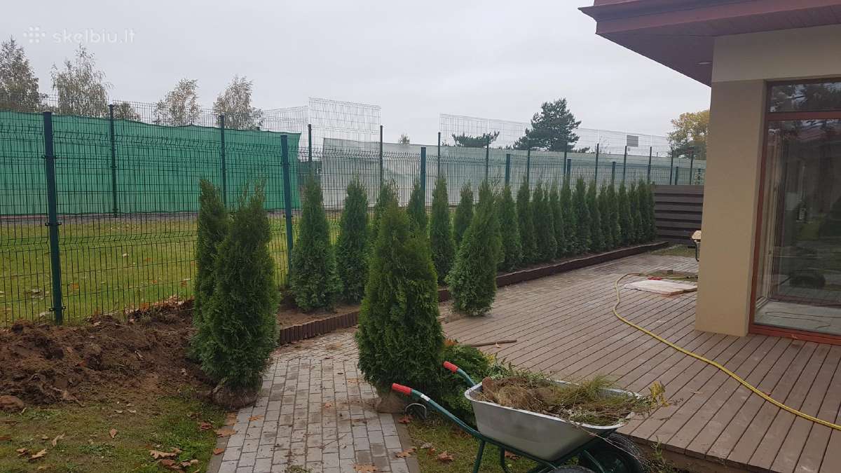 Tūjos Smaragd akščiausios kokybės Premium klasės - nuotraukos Nr. 11