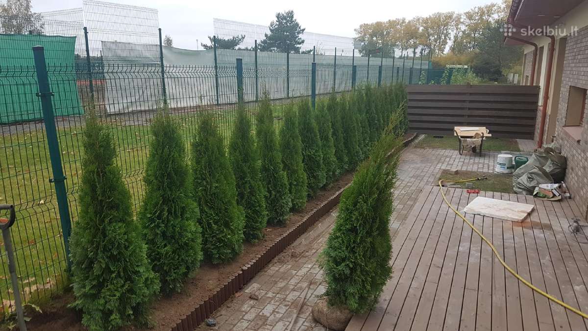 Tūjos Smaragd akščiausios kokybės Premium klasės - nuotraukos Nr. 10
