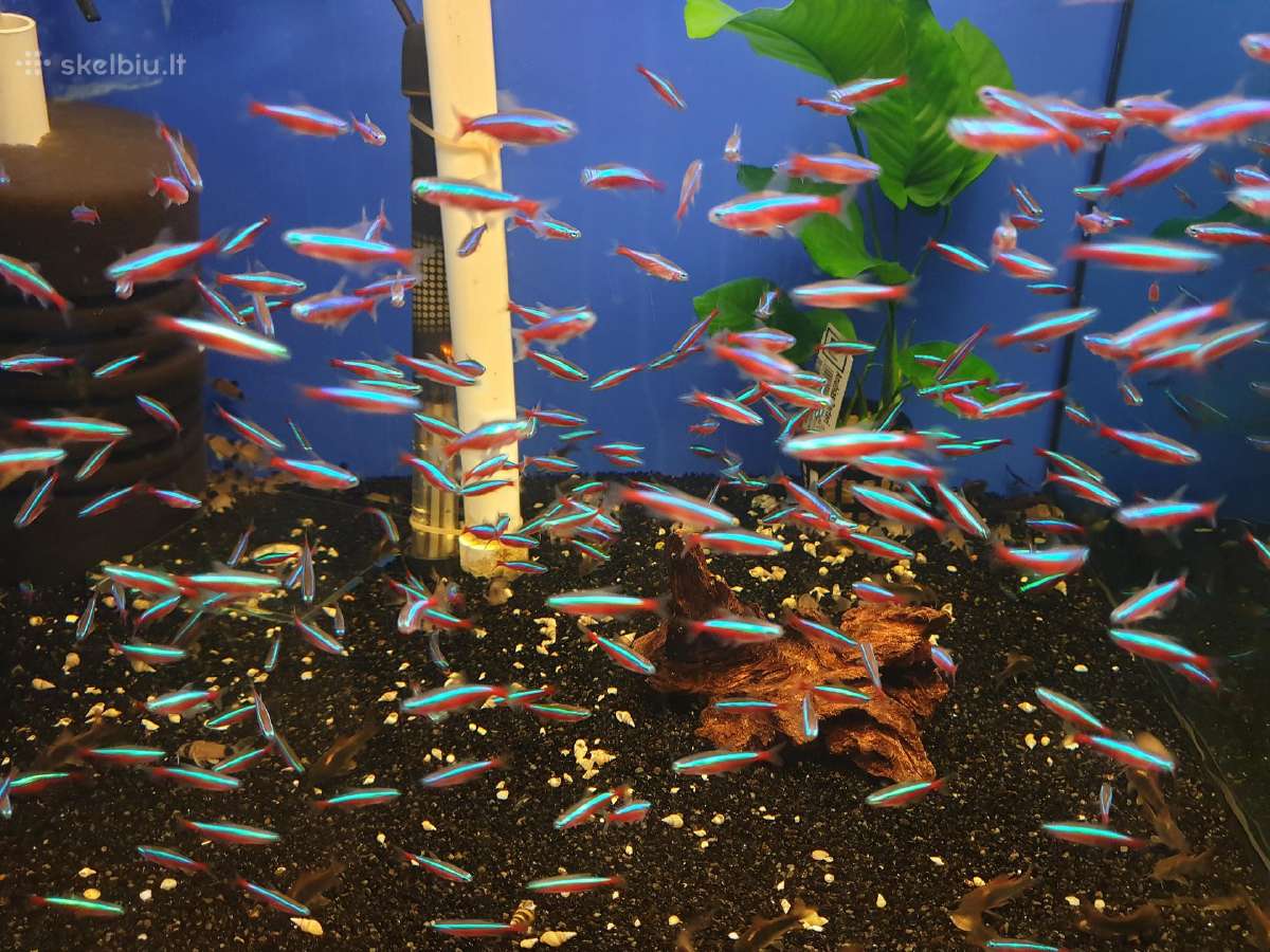 Žuvys ir žuvytės akvariumams Šiauliai - nuotraukos Nr. 6
