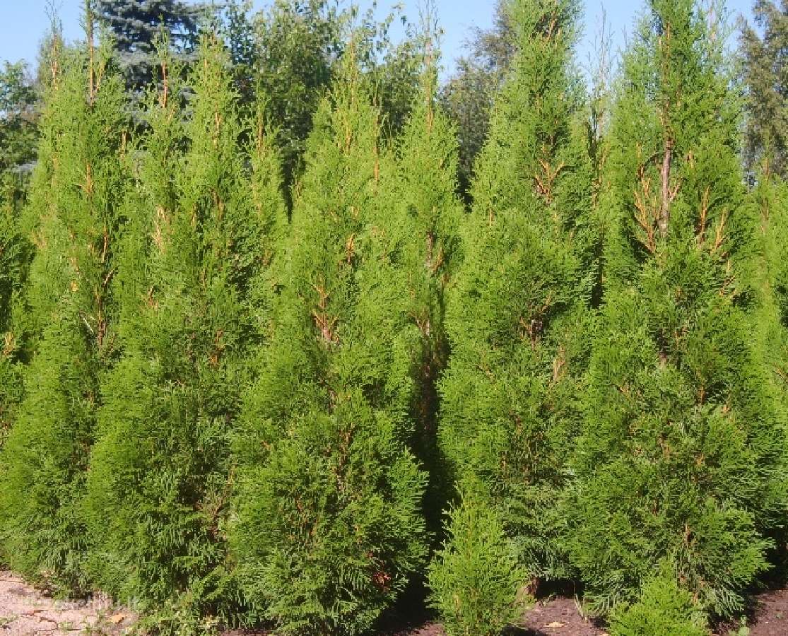 Tujos Smaragd ir Koloninės 1,5m po 15€ - nuotraukos Nr. 2