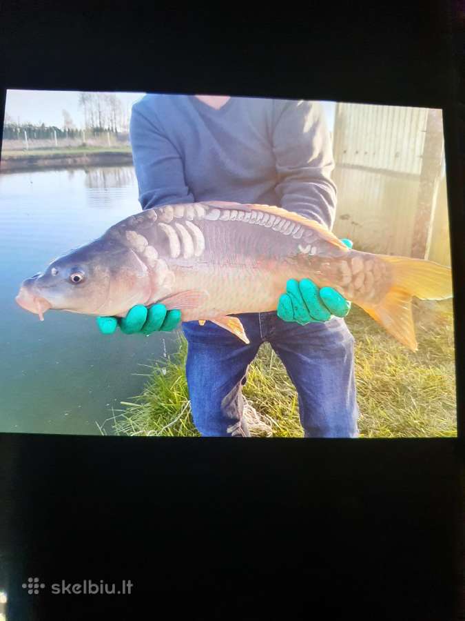 Karpiai,ersketai, - nuotraukos Nr. 2