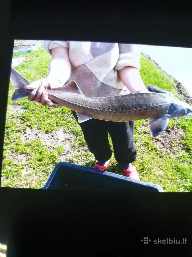 Karpiai,ersketai, - nuotraukos Nr. 3
