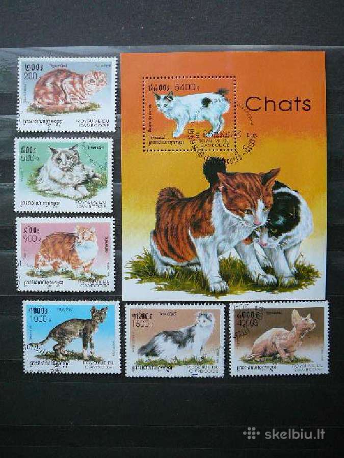 Kates Kambodza antsp. ctg428