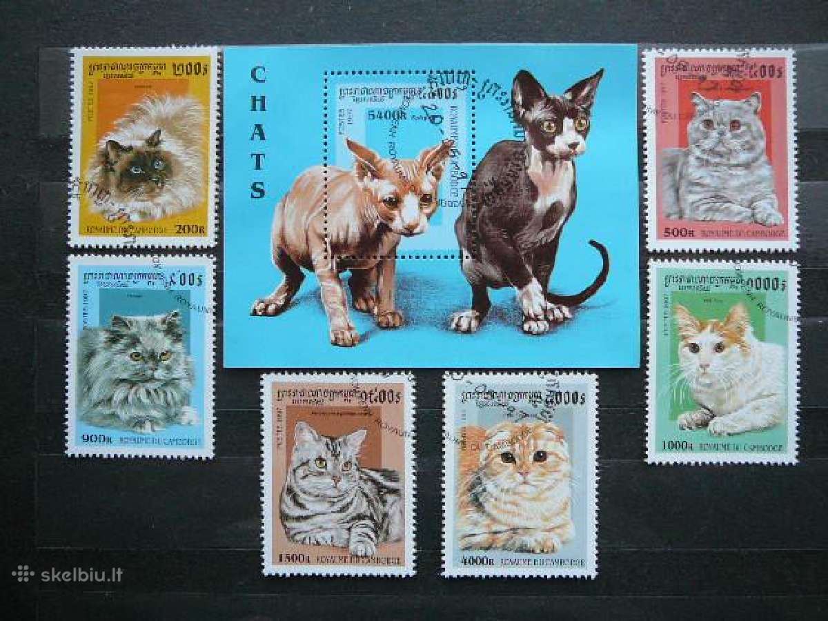 Kates Kambodza antsp. ctg429