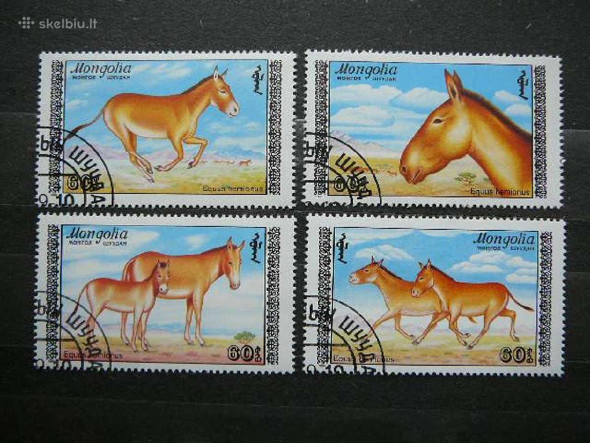 Gyvunai Asilai Mongolija antsp. alb226