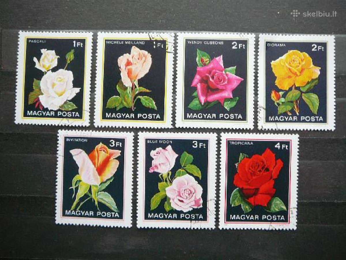 Rozes Geles Vengrija antsp. alb234