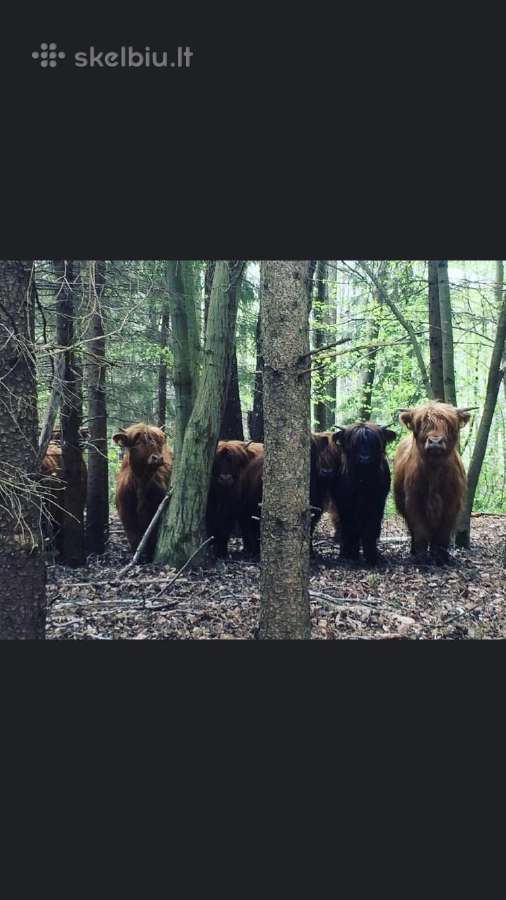 Highland Cattle Fam Visnapuu - nuotraukos Nr. 8