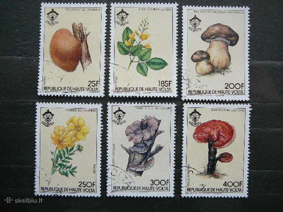 Grybai Geles A. Volta 1984 antsp. avl282