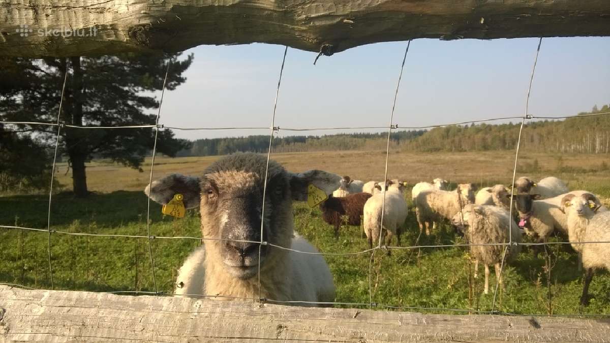Avių , galvijų ,danielų ganyklų , miško aptvėrimai - nuotraukos Nr. 2