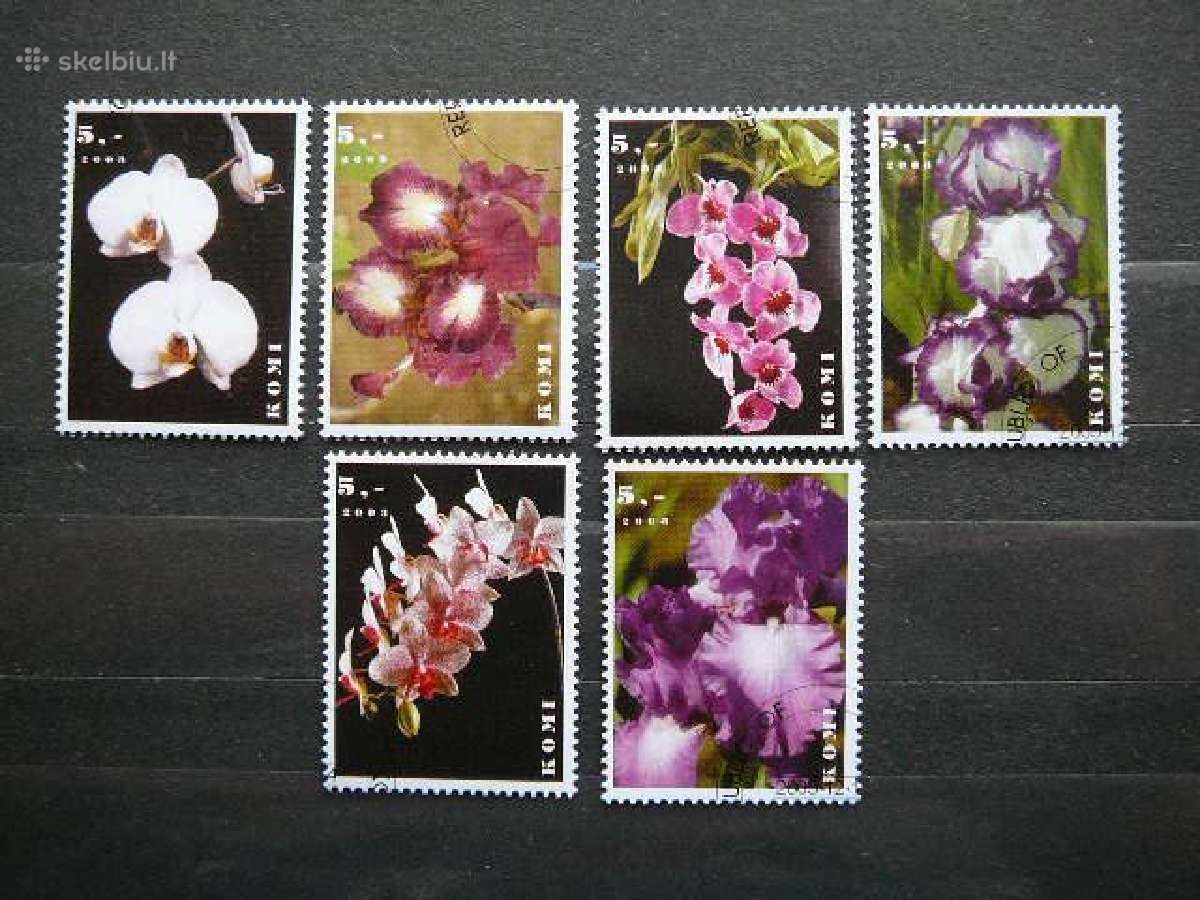 Geles Orchidejos antsp. alb292