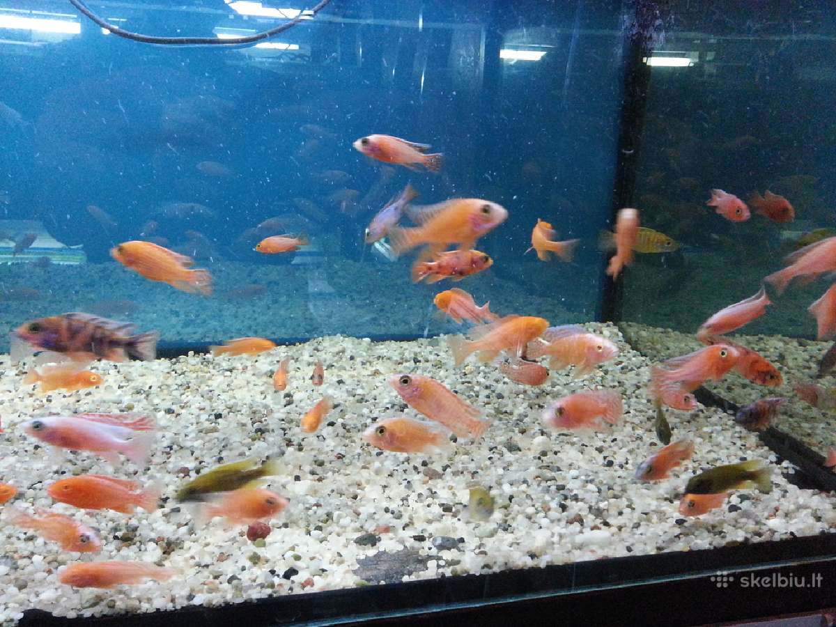 Žuvys ir žuvytės akvariumams Šiauliai - nuotraukos Nr. 15