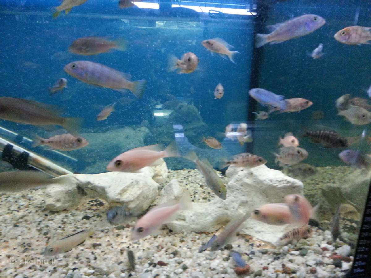 Žuvys ir žuvytės akvariumams Šiauliai - nuotraukos Nr. 16