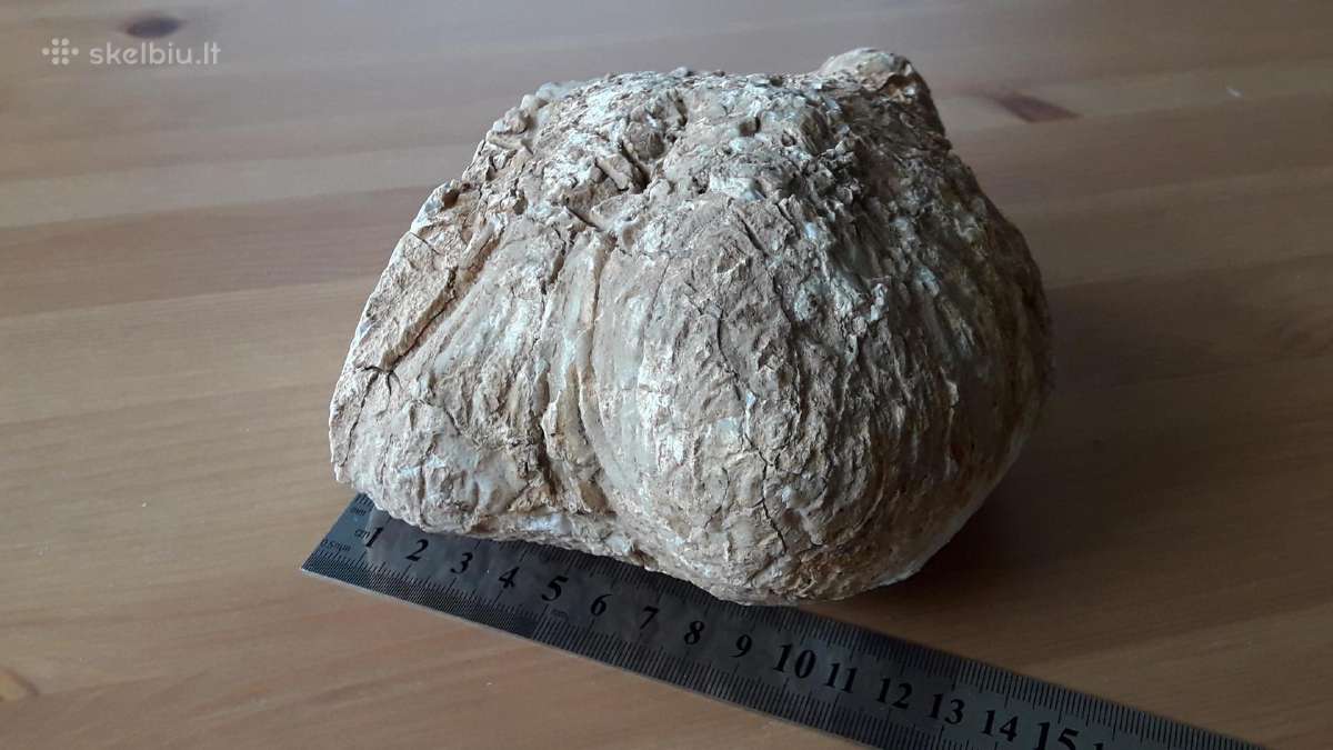 Kacholongas/baltasis opalas didelis virš 2 kg - nuotraukos Nr. 10