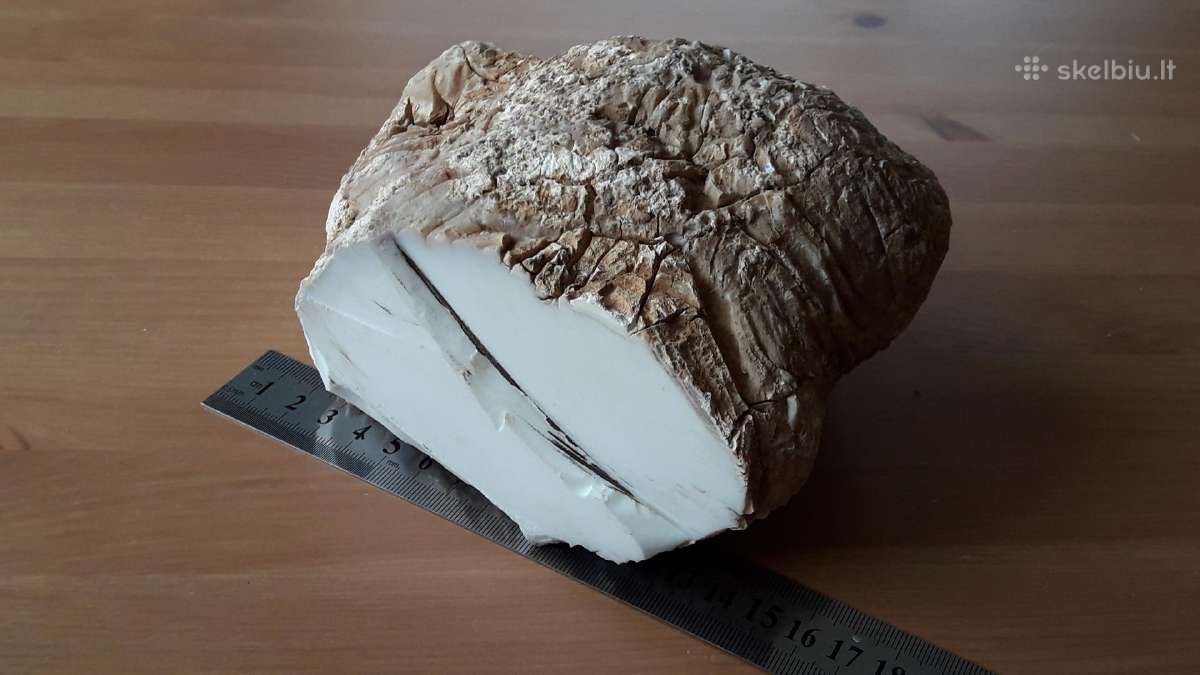 Kacholongas/baltasis opalas didelis virš 2 kg