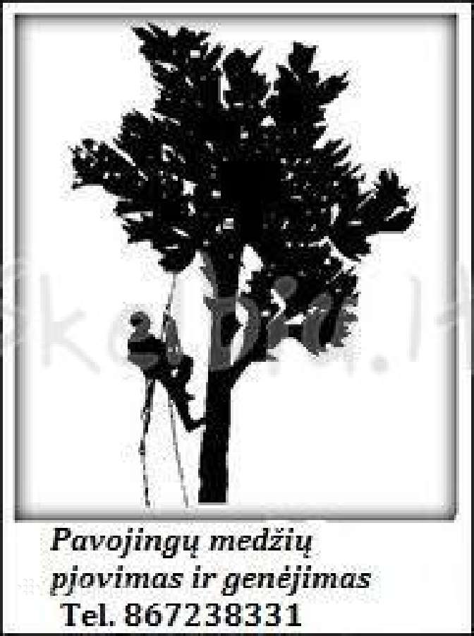 Medžių pjovimas,medžių kirtinas, kelmų frezavimas - nuotraukos Nr. 4