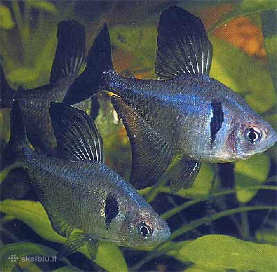 Akvariumines zuvys Nauja siunta - nuotraukos Nr. 10