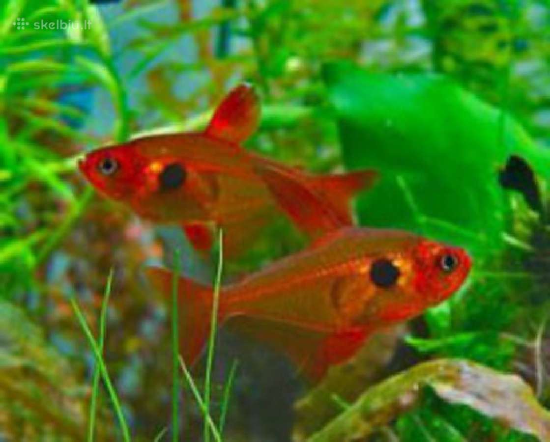 Akvariumines zuvys Nauja siunta - nuotraukos Nr. 12