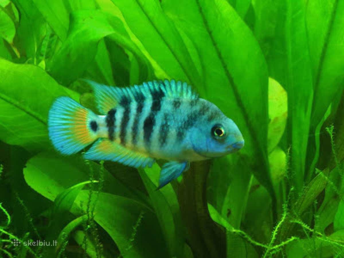 Akvariumines zuvys Nauja siunta - nuotraukos Nr. 13