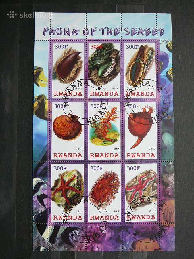 Kriaukles Juros fauna Ruanda 2010 antsp. s768