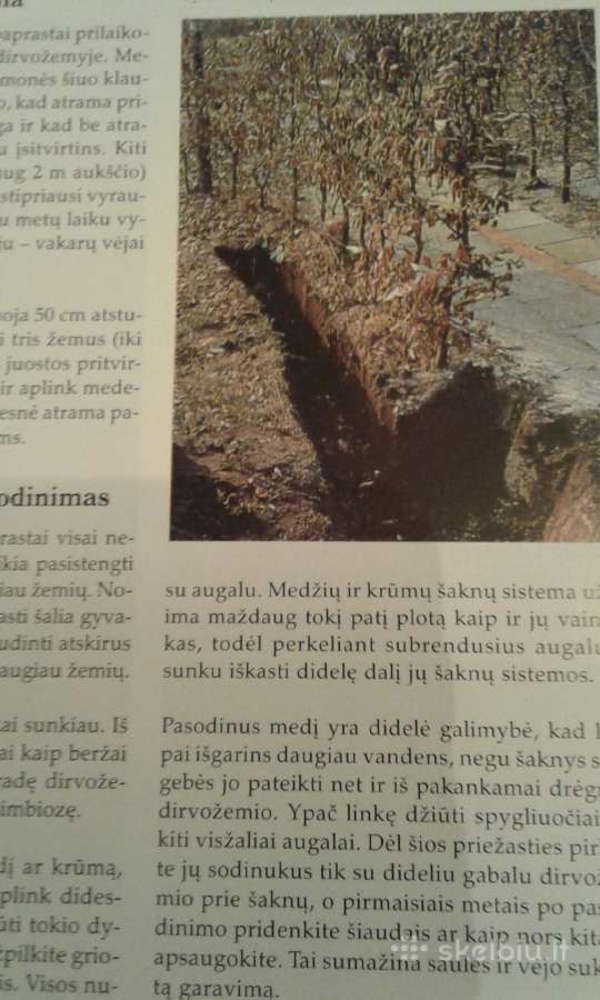 Dekoratyvinių medžių ir krūmų enciklopedija 2003 m - nuotraukos Nr. 6