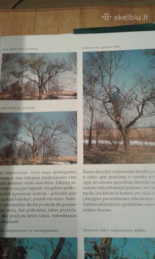Dekoratyvinių medžių ir krūmų enciklopedija 2003 m - nuotraukos Nr. 7
