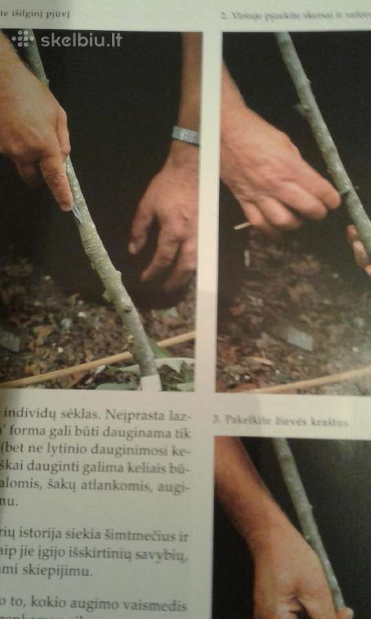 Dekoratyvinių medžių ir krūmų enciklopedija 2003 m - nuotraukos Nr. 8
