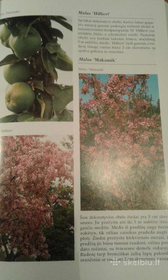 Dekoratyvinių medžių ir krūmų enciklopedija 2003 m - nuotraukos Nr. 9