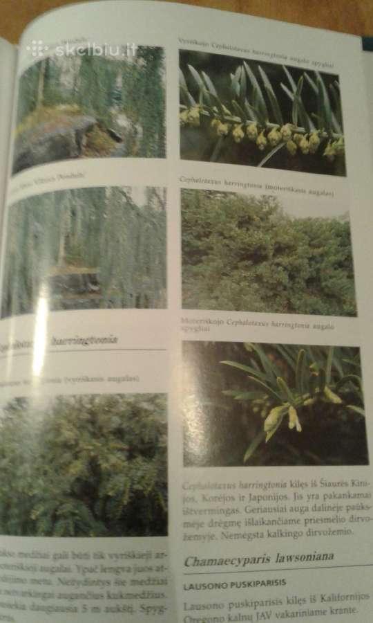 Dekoratyvinių medžių ir krūmų enciklopedija 2003 m - nuotraukos Nr. 12