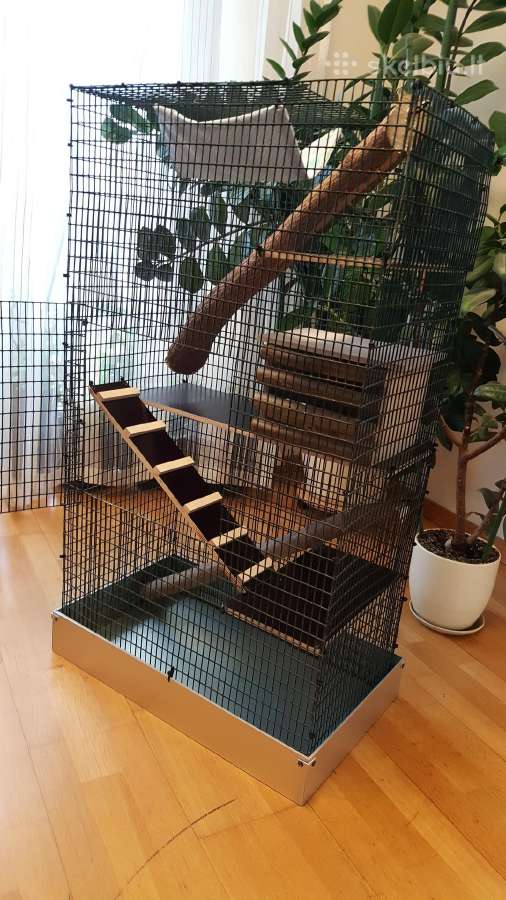 Degu jaunikliai. Naujas didelis narvas. - nuotraukos Nr. 5