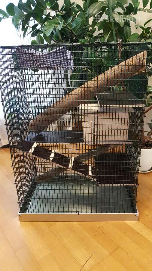 Degu jaunikliai. Naujas didelis narvas. - nuotraukos Nr. 13